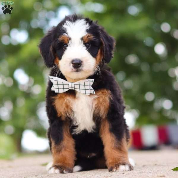 Bad bad Leroy Brown, Mini Bernedoodle Puppy